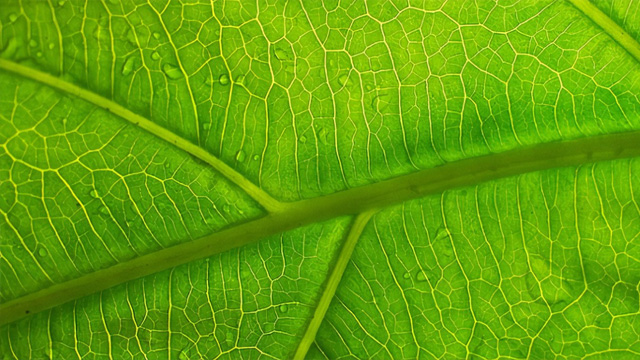 無紡布纖維走向天然